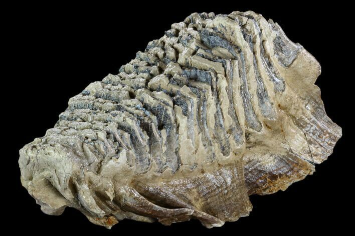 Fossil Woolly Mammoth Lower M Molar - North Sea Deposits #123644